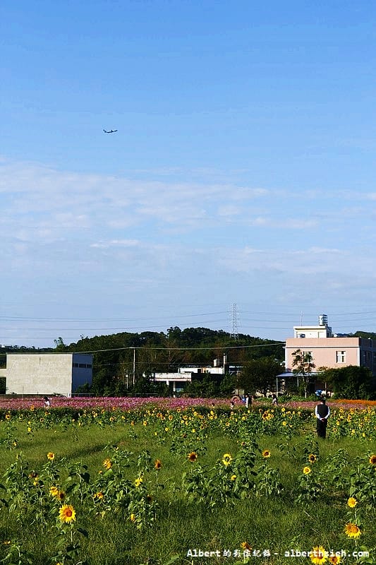 【無料花賞】桃園蘆竹．幸福花海季（被花包圍的感覺真幸福）