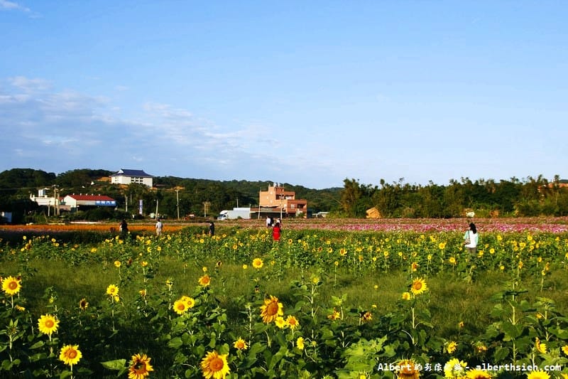 【無料花賞】桃園蘆竹．幸福花海季（被花包圍的感覺真幸福）