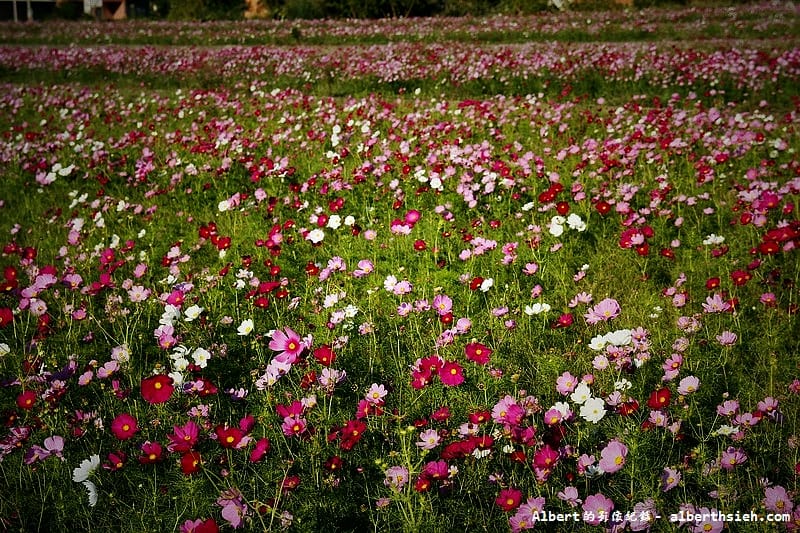 【無料花賞】桃園蘆竹．幸福花海季（被花包圍的感覺真幸福）