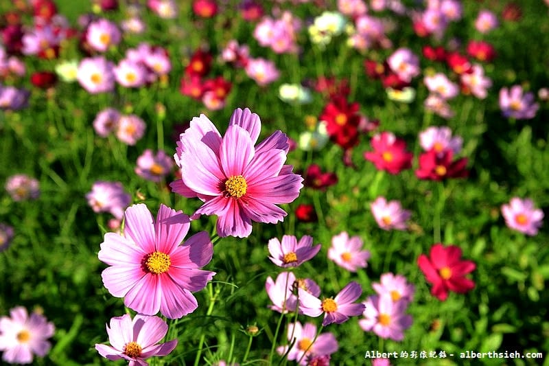 【無料花賞】桃園蘆竹．幸福花海季（被花包圍的感覺真幸福）