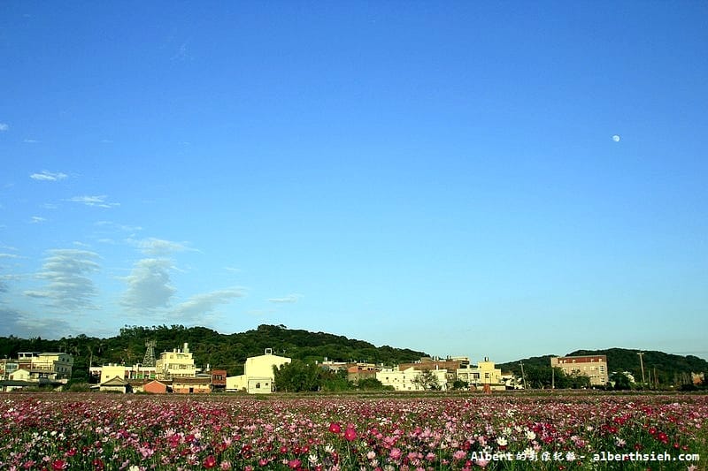 【無料花賞】桃園蘆竹．幸福花海季（被花包圍的感覺真幸福）