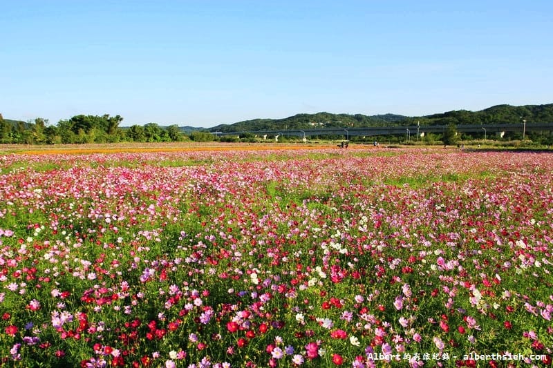 【無料花賞】桃園蘆竹．幸福花海季（被花包圍的感覺真幸福）
