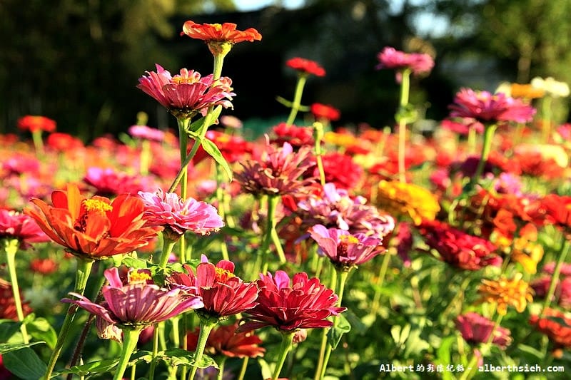 【無料花賞】桃園蘆竹．幸福花海季（被花包圍的感覺真幸福）
