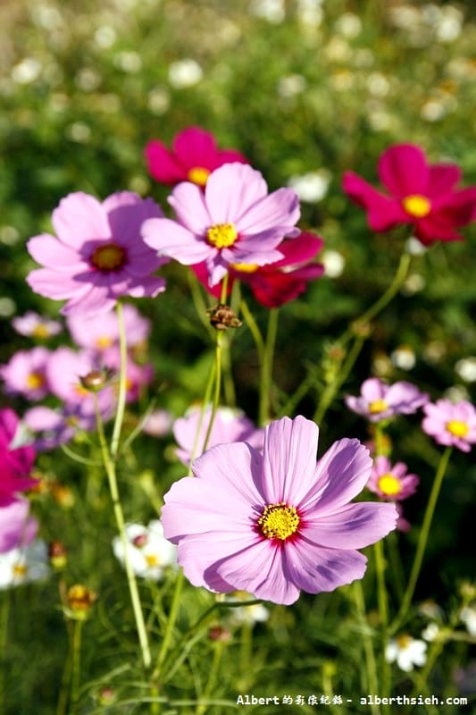 【無料花賞】桃園蘆竹．幸福花海季（被花包圍的感覺真幸福）