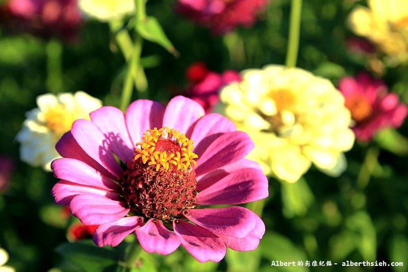 【無料花賞】桃園蘆竹．幸福花海季（被花包圍的感覺真幸福）