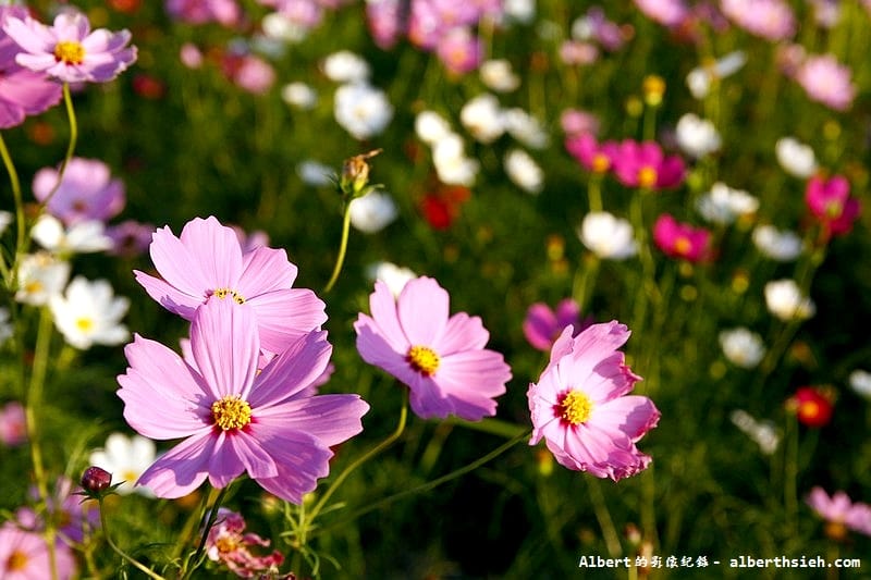 【無料花賞】桃園蘆竹．幸福花海季（被花包圍的感覺真幸福）