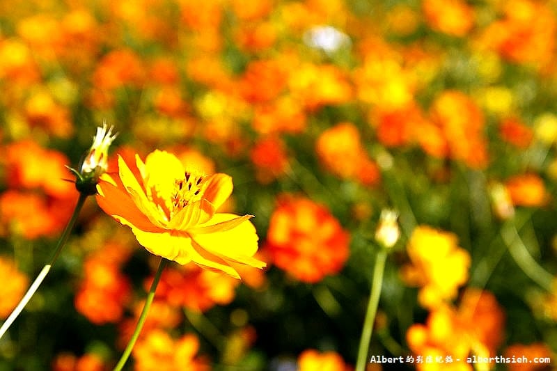 【無料花賞】桃園蘆竹．幸福花海季（被花包圍的感覺真幸福）