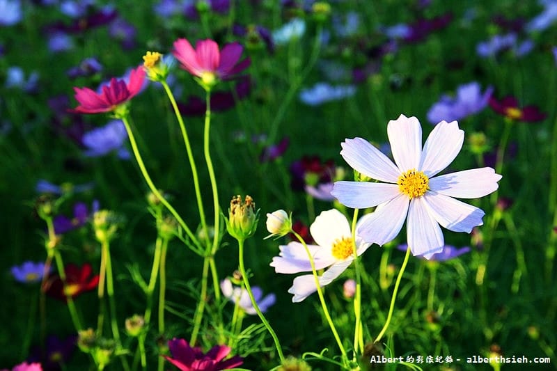 【無料花賞】桃園蘆竹．幸福花海季（被花包圍的感覺真幸福）