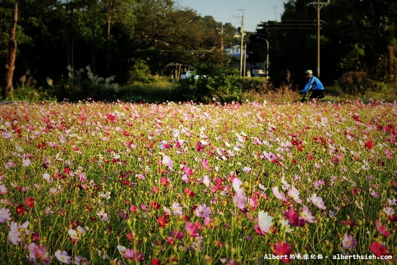 【無料花賞】桃園蘆竹．幸福花海季（被花包圍的感覺真幸福）