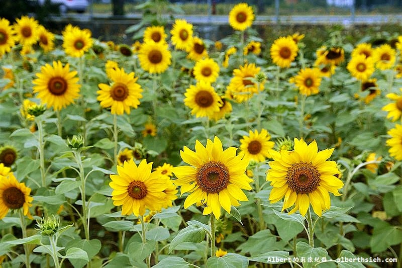 【無料花賞】桃園市．田園花海季（向日葵花海超美）