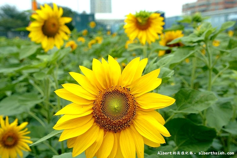 【無料花賞】桃園市．田園花海季（向日葵花海超美）