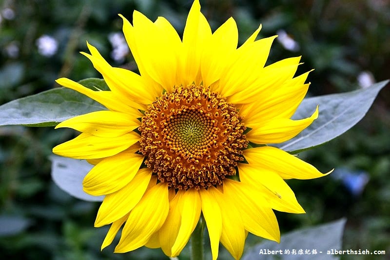 【無料花賞】桃園市．田園花海季（向日葵花海超美）