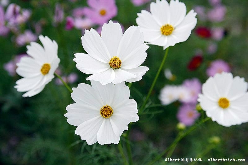 【無料花賞】桃園市．田園花海季（向日葵花海超美）