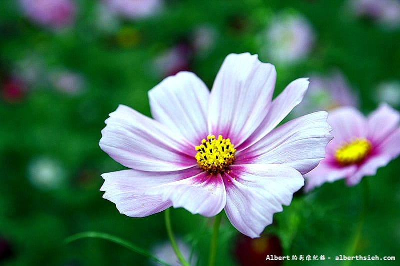 【無料花賞】桃園市．田園花海季（向日葵花海超美）