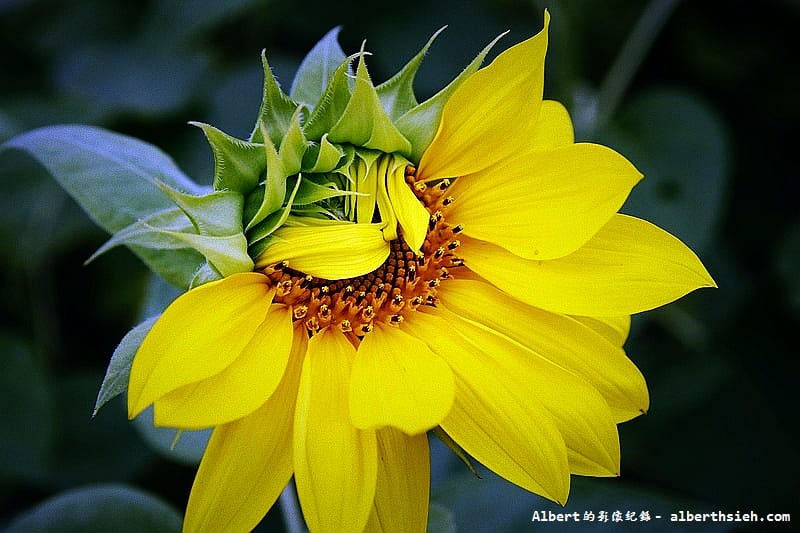 【無料花賞】桃園市．田園花海季（向日葵花海超美）