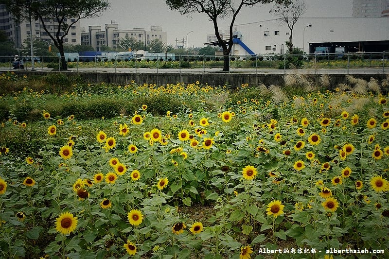 【無料花賞】桃園市．田園花海季（向日葵花海超美）