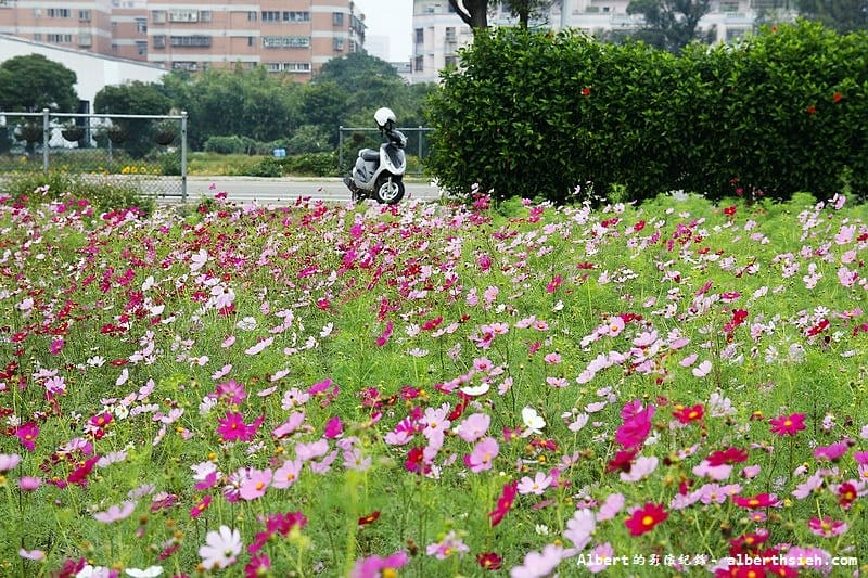 【無料花賞】桃園市．田園花海季（向日葵花海超美）
