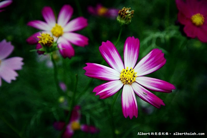 【無料花賞】桃園市．田園花海季（向日葵花海超美）
