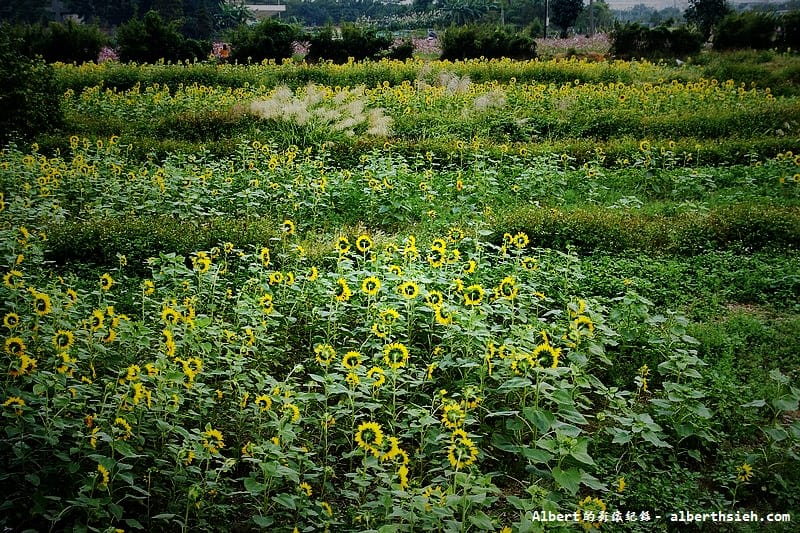 【無料花賞】桃園市．田園花海季（向日葵花海超美）