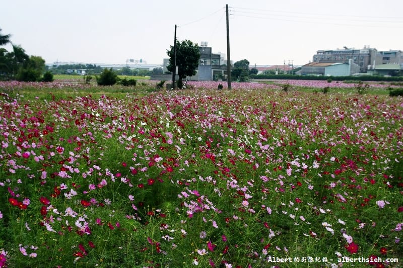 【無料花賞】桃園市．田園花海季（向日葵花海超美）