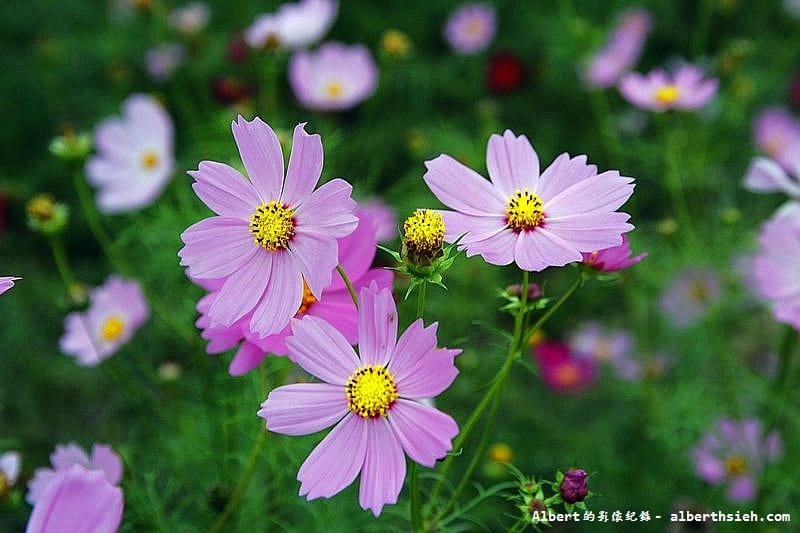【無料花賞】桃園市．田園花海季（向日葵花海超美）