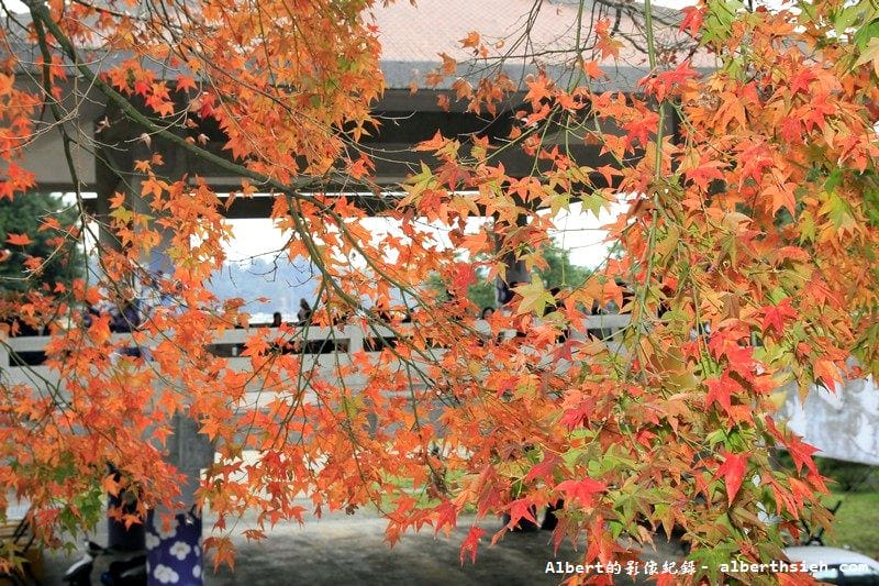 【楓葉】桃園龍潭．石門水庫（楓葉轉紅賞楓節開跑，1208花況）