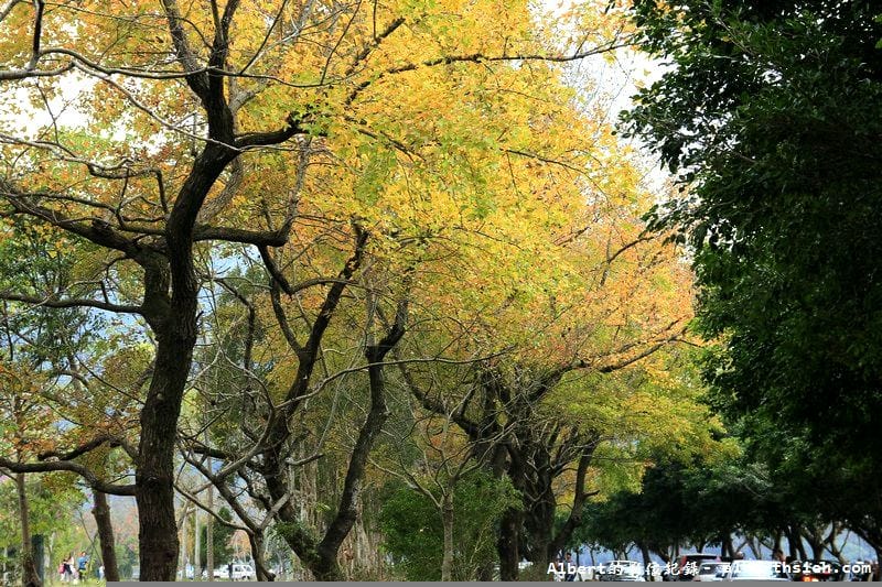【楓葉】桃園龍潭．石門水庫（楓葉轉紅賞楓節開跑，1208花況）