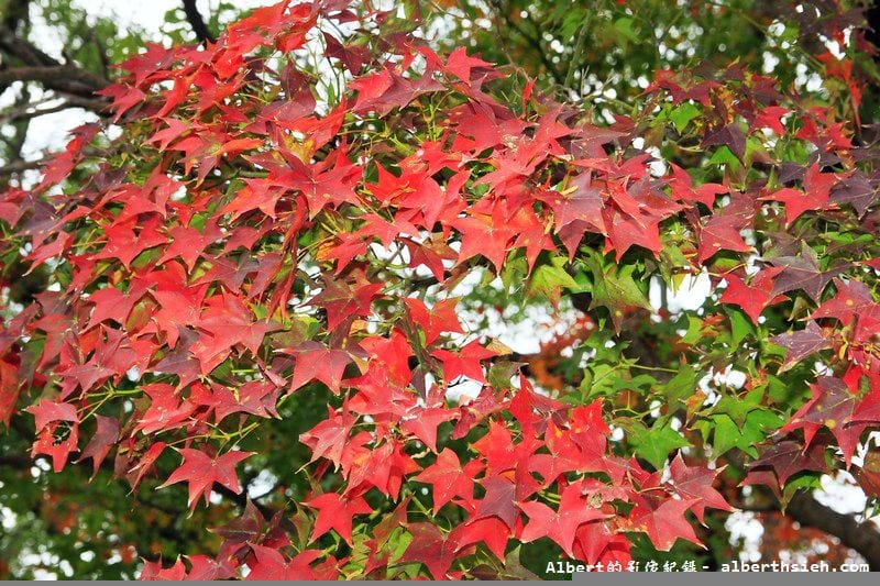 【楓葉】桃園龍潭．石門水庫（楓葉轉紅賞楓節開跑，1208花況）