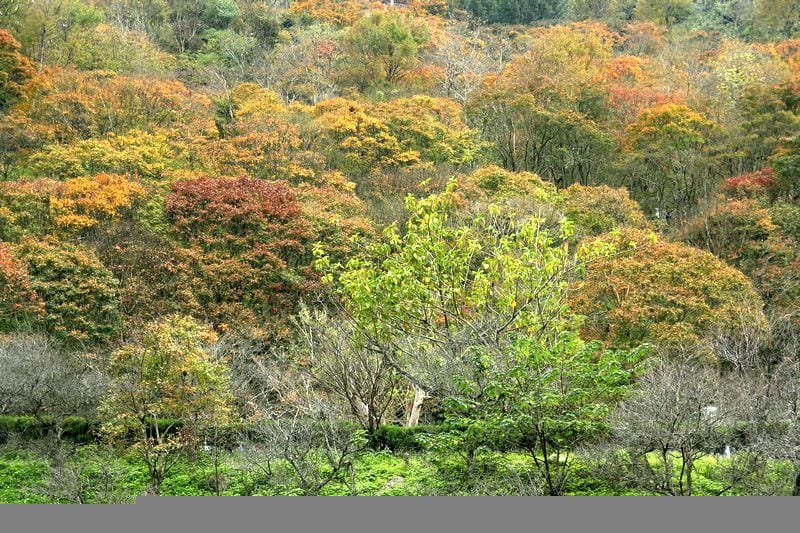 【楓葉】桃園龍潭．石門水庫（楓葉轉紅賞楓節開跑，1208花況）
