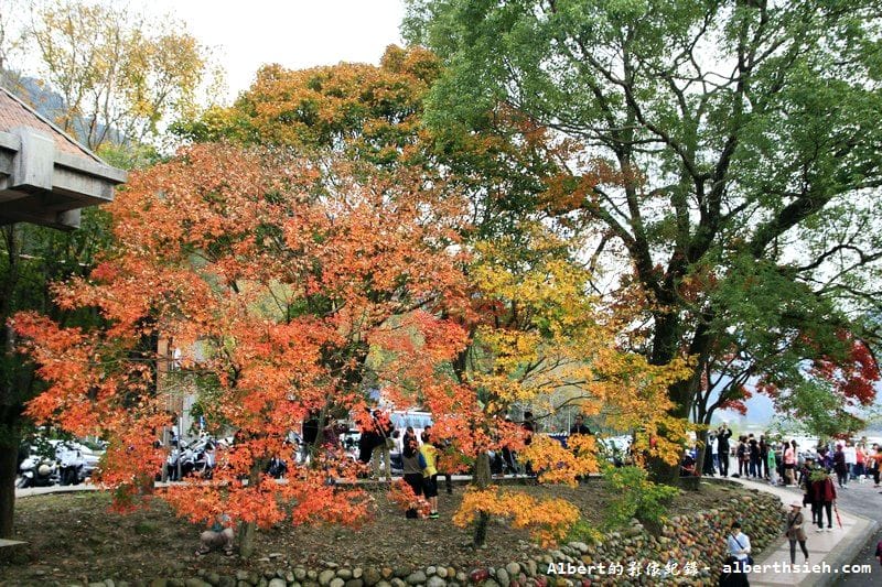 【楓葉】桃園龍潭．石門水庫（楓葉轉紅賞楓節開跑，1208花況）