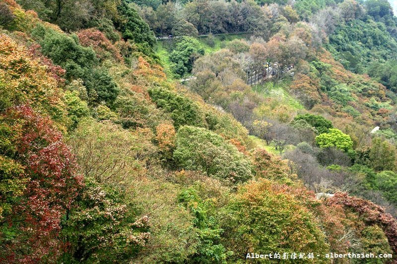 【楓葉】桃園龍潭．石門水庫（楓葉轉紅賞楓節開跑，1208花況）