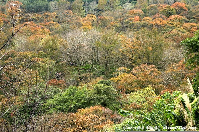 【楓葉】桃園龍潭．石門水庫（楓葉轉紅賞楓節開跑，1208花況）
