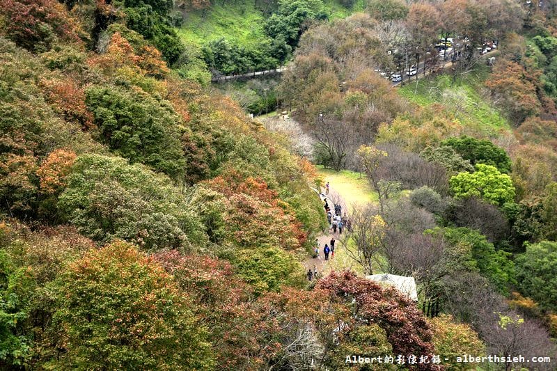 【楓葉】桃園龍潭．石門水庫（楓葉轉紅賞楓節開跑，1208花況）