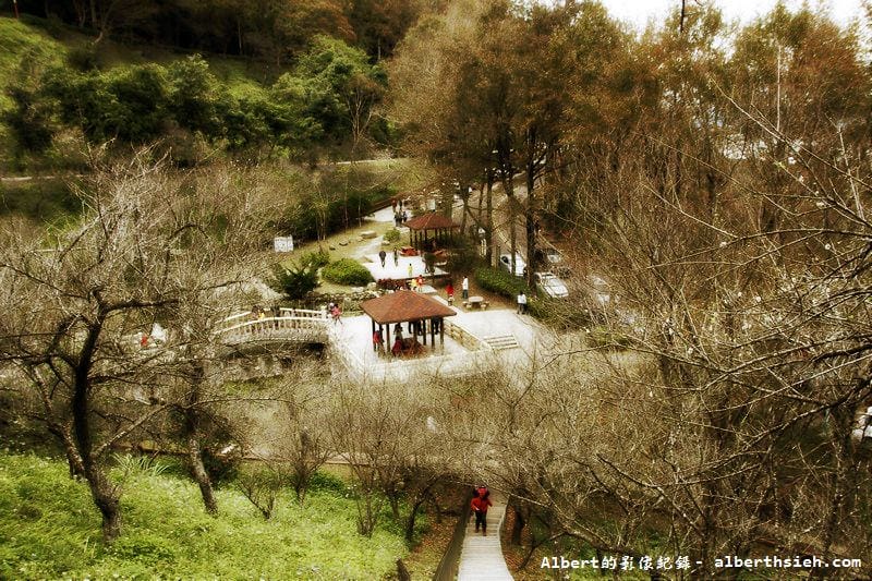 【楓梅】桃園龍潭．石門水庫（楓葉凋謝梅花初開，1222花況）