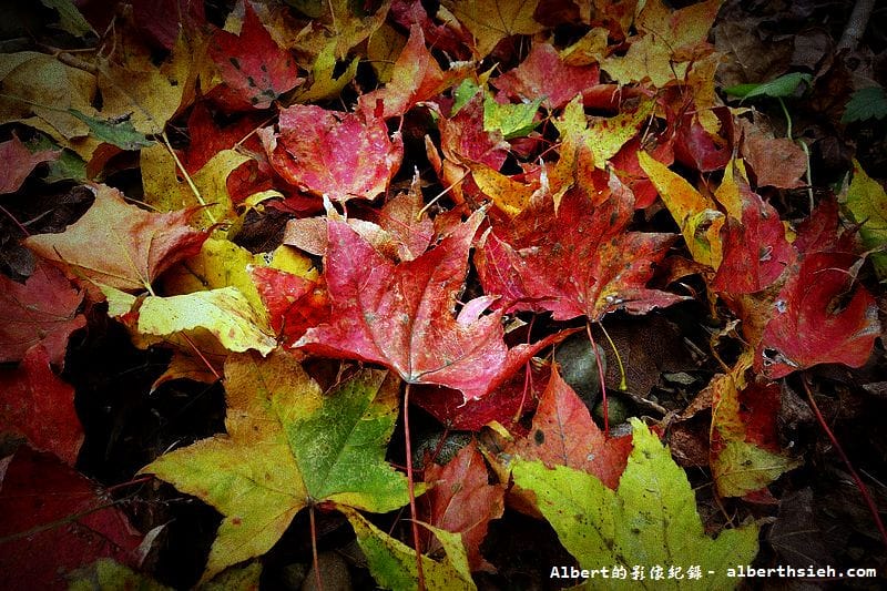 【楓梅】桃園龍潭．石門水庫（楓葉凋謝梅花初開，1222花況）
