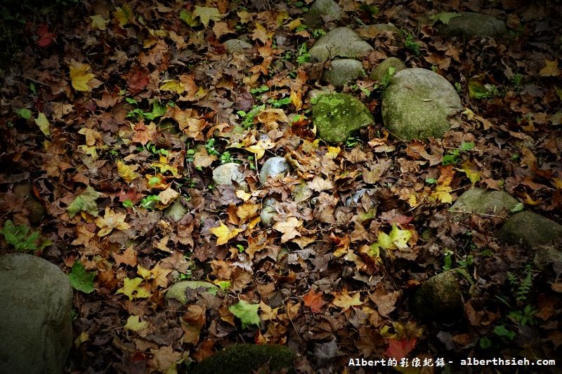 【楓梅】桃園龍潭．石門水庫（楓葉凋謝梅花初開，1222花況）