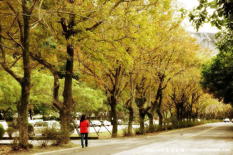【楓梅】桃園龍潭．石門水庫（楓葉凋謝梅花初開，1222花況）
