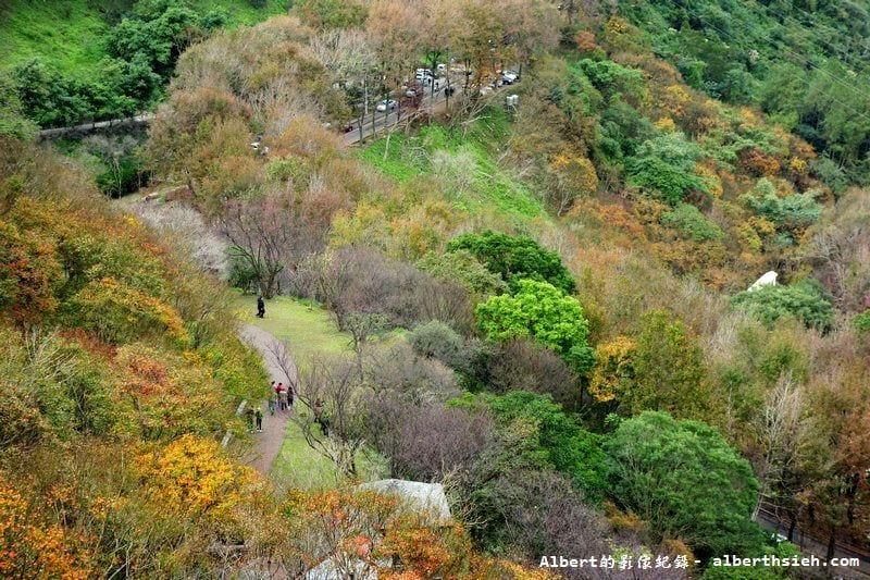 【楓梅】桃園龍潭．石門水庫（楓葉凋謝梅花初開，1222花況）