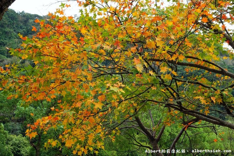 【楓梅】桃園龍潭．石門水庫（楓葉凋謝梅花初開，1222花況）