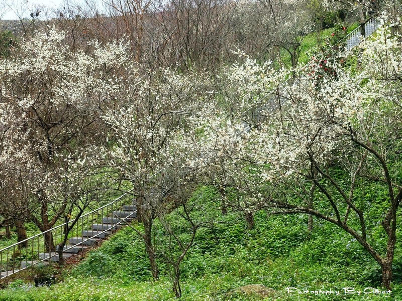 【楓梅】桃園龍潭．石門水庫（楓葉凋謝梅花初開，1222花況）