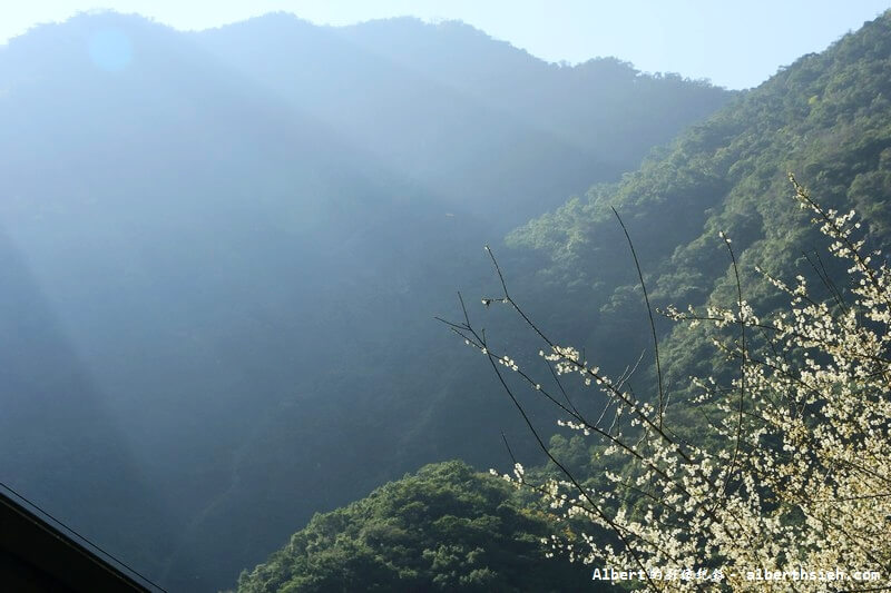 【梅花】花蓮秀林．立德布洛灣山月村（仙境中梅花繽紛撲鼻香） @愛伯特