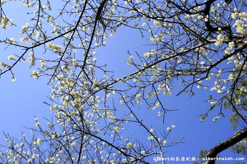 【梅花】桃園復興．角板山公園&蔣公行館（白瓣黃蕊的梅花，如雪如霧吐芳香）