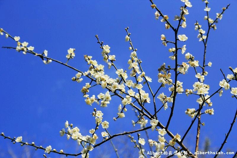 【梅花】桃園復興．角板山公園&蔣公行館（白瓣黃蕊的梅花，如雪如霧吐芳香）