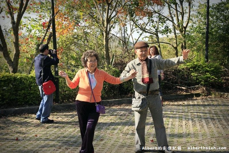 【梅花】桃園復興．角板山公園&蔣公行館（白瓣黃蕊的梅花，如雪如霧吐芳香）
