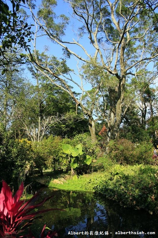 【梅花】桃園復興．角板山公園&蔣公行館（白瓣黃蕊的梅花，如雪如霧吐芳香）