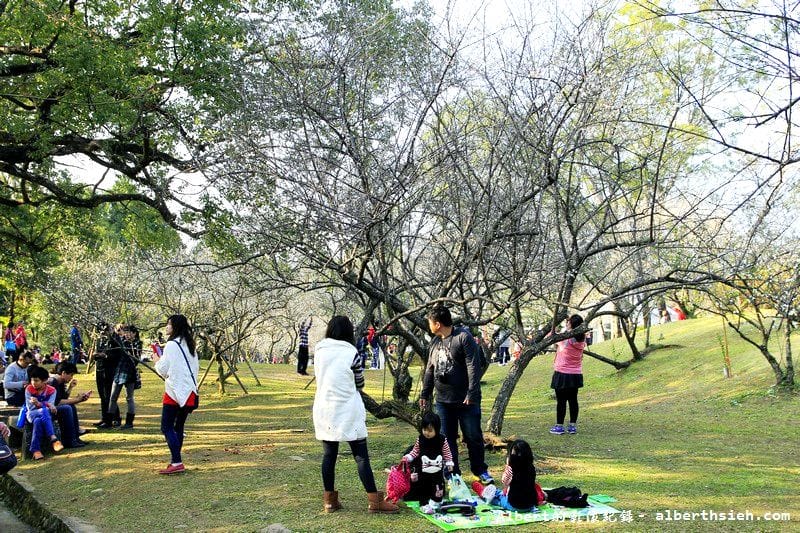 【梅花】桃園復興．角板山公園&蔣公行館（白瓣黃蕊的梅花，如雪如霧吐芳香）