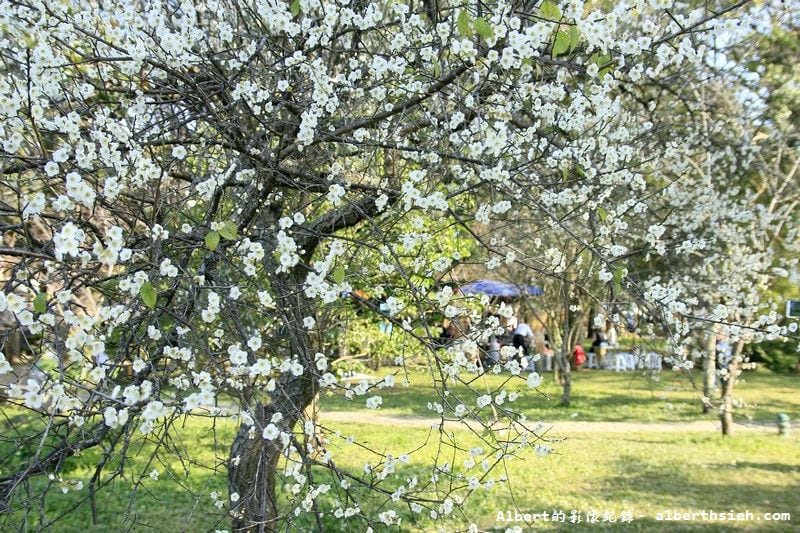 【梅花】桃園復興．角板山公園&蔣公行館（白瓣黃蕊的梅花，如雪如霧吐芳香）