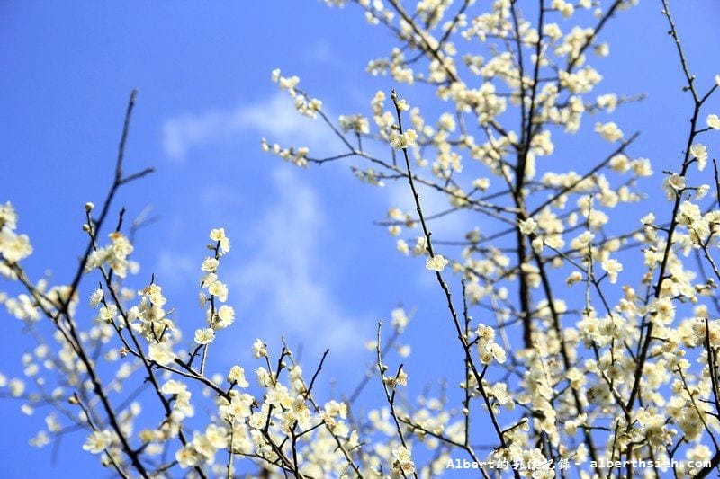 【梅花】桃園復興．角板山公園&蔣公行館（白瓣黃蕊的梅花，如雪如霧吐芳香）