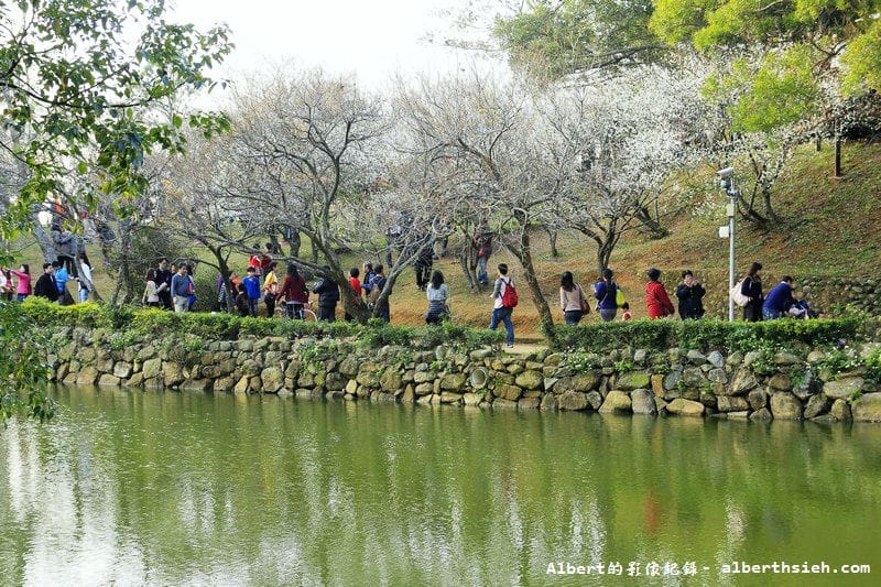 【梅花】桃園復興．角板山公園&蔣公行館（白瓣黃蕊的梅花，如雪如霧吐芳香）