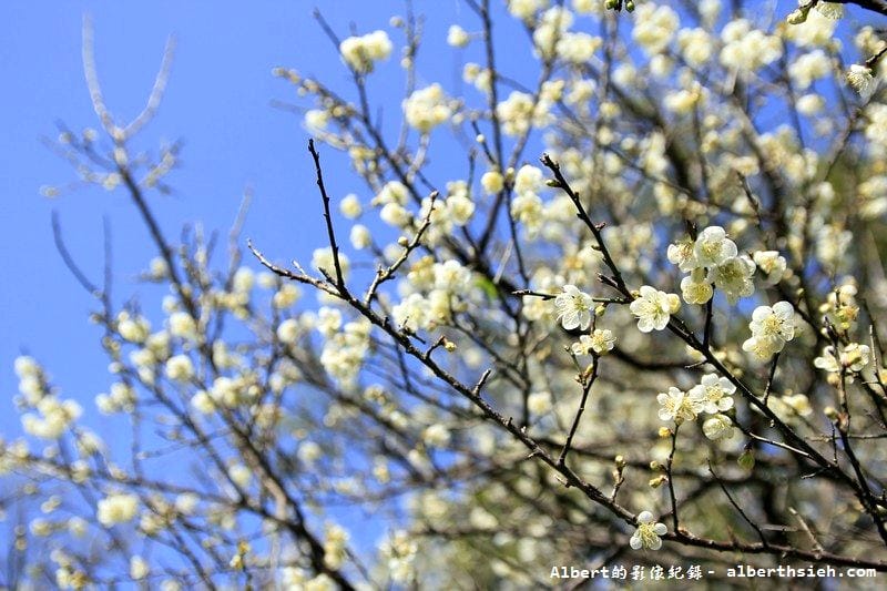 【梅花】桃園復興．角板山公園&蔣公行館（白瓣黃蕊的梅花，如雪如霧吐芳香）